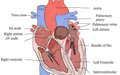 impact of yoga in circulatory system 