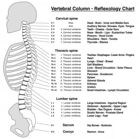 Spine Reflexology