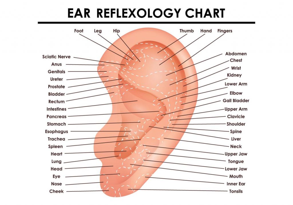 ear reflexology