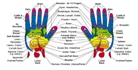 hand reflexology- Healing By Pressing Reflex Points On Hands